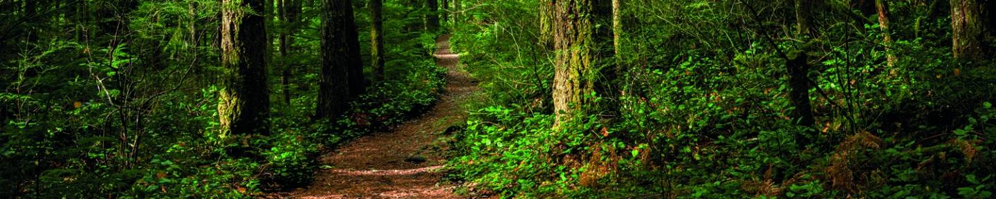 la-foret-un-investissement-qui-vous-veut-du-bien